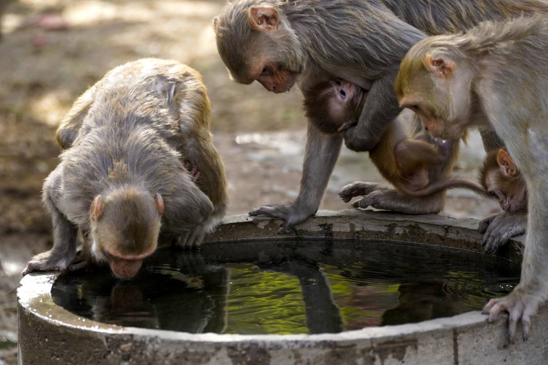 Termometreler 50 dereceyi gösterdi. Tarihin en yüksek sıcaklık rekoru - Resim: 18